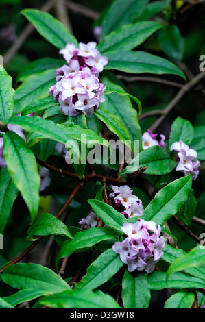 Daphne bholua jacqueline postill closeup impianto ritratti bianco fiori di colore rosa pallido fragrante profumatissimo fiore profumato arbusti inverno Foto Stock