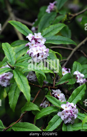 Daphne bholua jacqueline postill closeup impianto ritratti bianco fiori di colore rosa pallido fragrante profumatissimo fiore profumato arbusti inverno Foto Stock