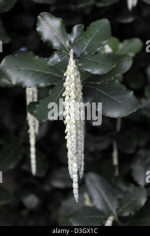 Garrya elliptica james quinnie tetto bush fiori bianchi fioritura fiorisce fiore foglie verde fogliame molla arbusti tassle seta Foto Stock