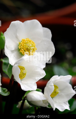 Helleborus niger christmas carol hellebores rosa di natale bianco invernale petali di fiori ritratti di piante perenni blumi blossom Foto Stock