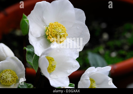 Helleborus niger christmas carol hellebores rosa di natale bianco invernale petali di fiori ritratti di piante perenni blumi blossom Foto Stock