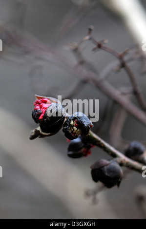 Parrotia persica persiano ironwood primavera precoce fioritura fiori piccoli rosso apertura dispiegarsi bloom blossom Foto Stock