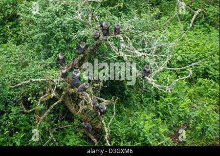 Blue Monkey (Cercopithecus muffole), Monte Kenya National Park, Kenya Foto Stock