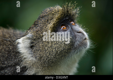 Blue Monkey (Cercopithecus muffole), Monte Kenya National Park, Kenya Foto Stock