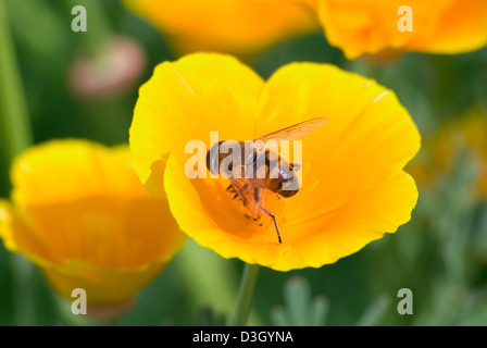 L'Ape raccoglie il nettare su un fiore giallo Foto Stock