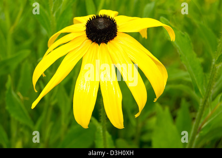 Rudbeckia x hybrida hort. Le specie sono comunemente chiamati Coneflowers e Black-Eyed-Susans Foto Stock