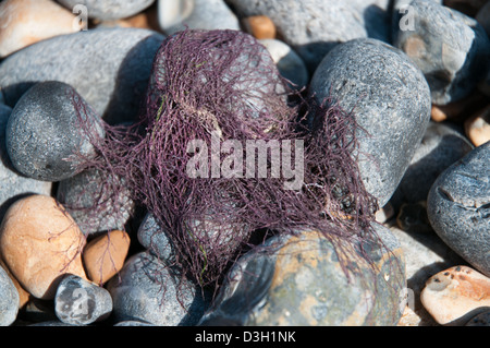 Con la bassa marea su una spiaggia sassosa un viola, capelli-come le alghe ha essiccato sulle pietre. Foto Stock