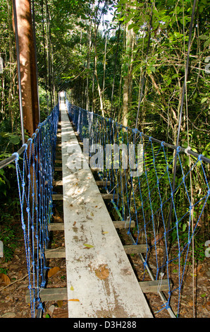 Guatemala, Rio Dulce, Hacienda Tijax Jungle Lodge. La natura e la tettoia della giungla passeggiata sopraelevata, ponte nella giungla. Foto Stock