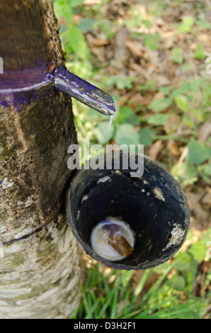 Guatemala, Rio Dulce, Hacienda Tijax Jungle Lodge. La piantagione di gomma. Dettaglio della gomma sap coppa di raccolta. Foto Stock