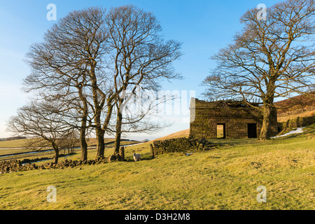 Fienile rovina a Roach fine sul bordo degli scarafaggi, Staffordshire Moorlands Foto Stock