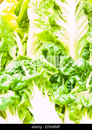 Vista dettagliata del nuovo baby bok choy ans cos foglie di insalata come sfondo Foto Stock