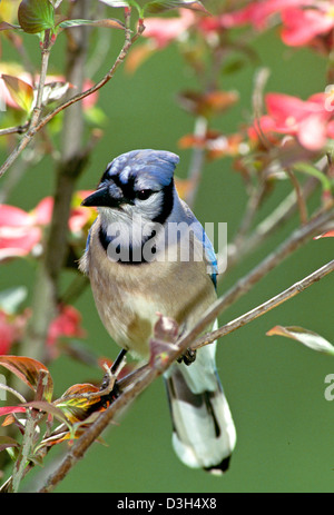 Blue Jay (Cyanocitta cristata) appollaiato sul ramo di rosa in fiore Sanguinello albero in primavera, primo piano Foto Stock