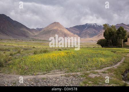 Un campo di semi di ravizzone o colza di fiori in Sarhad-e-Broghil, alla fine del Wakhan Corridor, Badakshan, Afghanistan Foto Stock