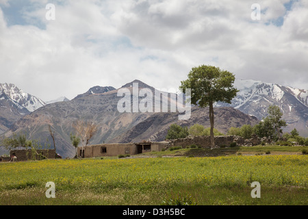 Sarhad-e-broghil paesaggio con fiori di colza nel Wakhan Corridor, Badakshan, Afghanistan Foto Stock