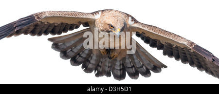 Avviato Eagle, Aquila pennata, battenti Foto Stock