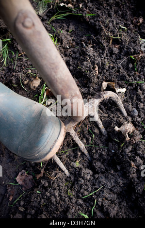 Lo scavo e la preparazione di terra pronta per la semina di verdure, frutta e fiori. Foto Stock