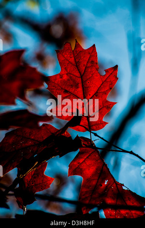 Nero di foglie di quercia in autunno nei pressi di Shenandoah River State Park Foto Stock