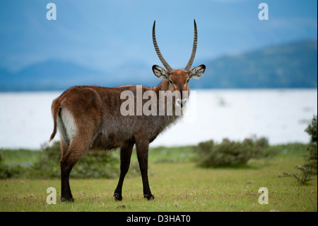 Defassa waterbuck (Kobus ellipsiprymnus defassa), Crescent isola santuario di gioco sul lago Naivasha, Kenya Foto Stock