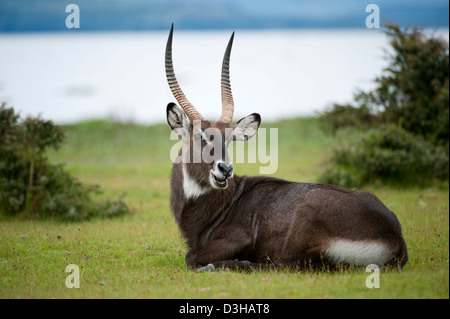 Defassa waterbuck (Kobus ellipsiprymnus defassa), Crescent isola santuario di gioco sul lago Naivasha, Kenya Foto Stock