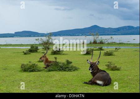 Defassa waterbuck (Kobus ellipsiprymnus defassa), Crescent isola santuario di gioco sul lago Naivasha, Kenya Foto Stock