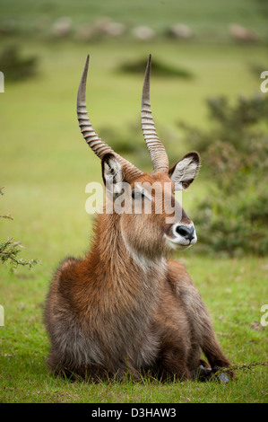 Defassa waterbuck (Kobus ellipsiprymnus defassa), Crescent isola santuario di gioco sul lago Naivasha, Kenya Foto Stock