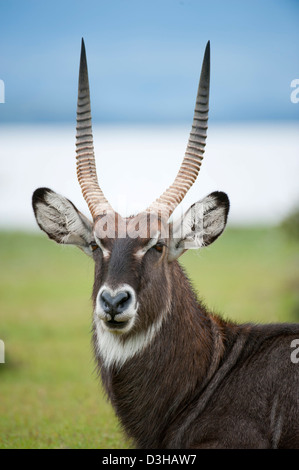 Defassa waterbuck (Kobus ellipsiprymnus defassa), Crescent isola santuario di gioco sul lago Naivasha, Kenya Foto Stock