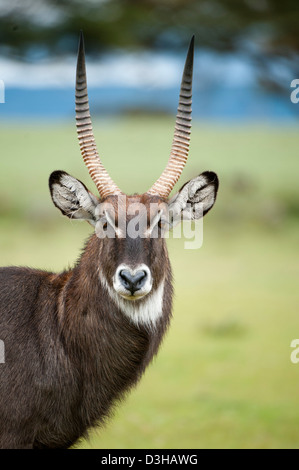 Defassa waterbuck (Kobus ellipsiprymnus defassa), Crescent isola santuario di gioco sul lago Naivasha, Kenya Foto Stock