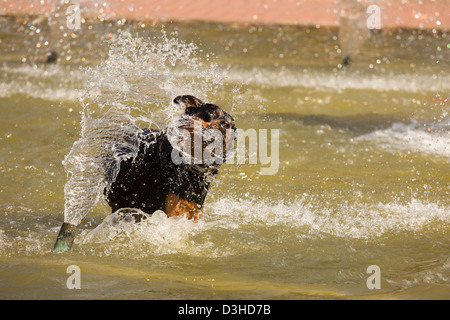 Felice Rottweiler giocando nella fontana di acqua su un caldo giorno d'estate. Foto Stock