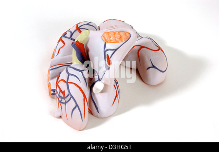 Anatomia, genitali femminili Foto Stock