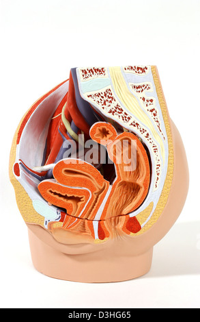 Anatomia, genitali femminili Foto Stock