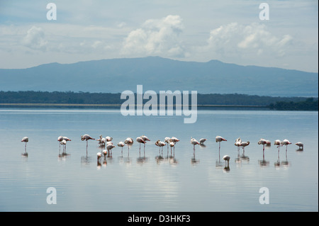 Maggiore fenicotteri Phoenicopterus roseus, Lake Nakuru National Park, Kenya Foto Stock