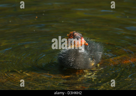 American Coot chick, Crystal Springs Rhododendron Gardens, Portland, Oregon Foto Stock