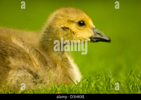 Canada Goose pulcino, Crystal Springs Rhododendron Gardens, Portland, Oregon Foto Stock