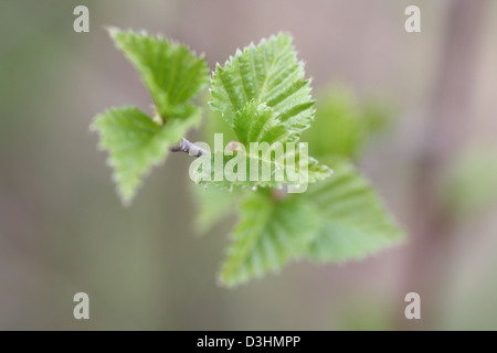 spring leaves on a tree Foto Stock