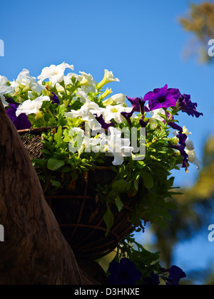 Bush Clockvine , Thunbergia affinis S. , tropical pianta flowering. Foto Stock