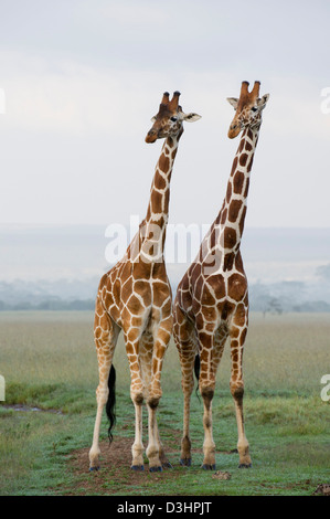 Le giraffe reticolate ( Giraffa camelopardalis reticulata), Ol Pejeta Wildlife Conservancy, Laikipia, Kenya Foto Stock