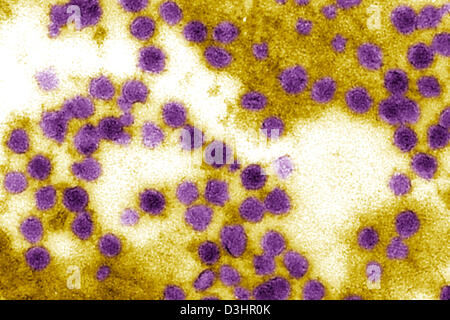 VIRUS DEL NILO OCCIDENTALE Foto Stock