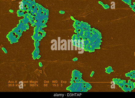 ESCHERICHIA COLI, SEM Foto Stock