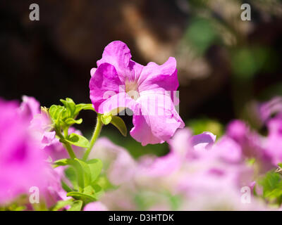 Bush Clockvine , Thunbergia affinis S. , tropical pianta flowering. Foto Stock