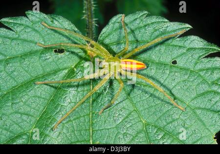 (Dpa) - La verde huntsman spider (micrommata virescens) poggia su una foglia verde di Berlino, il 9 gennaio 2004. Secondo l'agenzia federale per l'agricoltura e silvicoltura il green huntsman spider è stato votato spider dell'anno 2004. La solita colorazione è di un colore verde brillante, per cui i maschi di indossare un giallo striscia rossa sul loro opisthosoma. Questo particolare spider è una rarità in Germania un Foto Stock