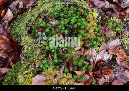 Haircap comune moss (Polytrichum commune ) Foto Stock