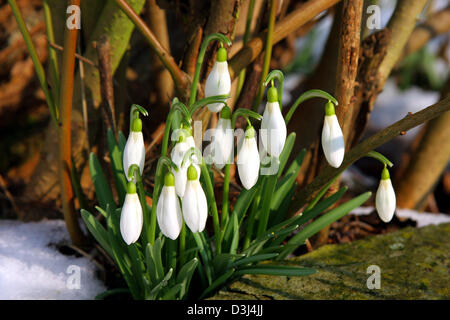 (Dpa file) - l'immagine, datata 25 febbraio 2005, mostra snowdrops Frankfurt Main, Germania. Foto Stock