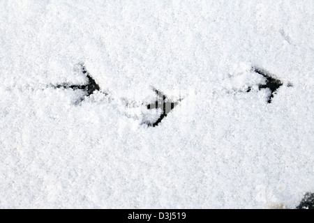 Singola linea di bird tracce nella neve Foto Stock