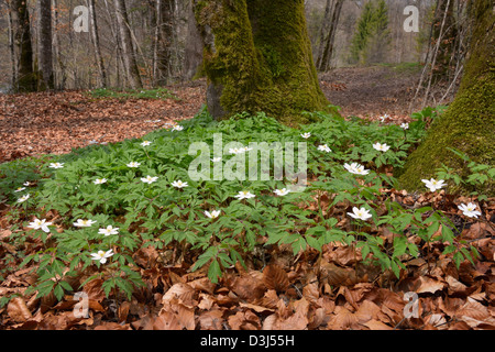 Anemone legno insieme sul suolo della foresta nella parte anteriore di un albero. Foto Stock
