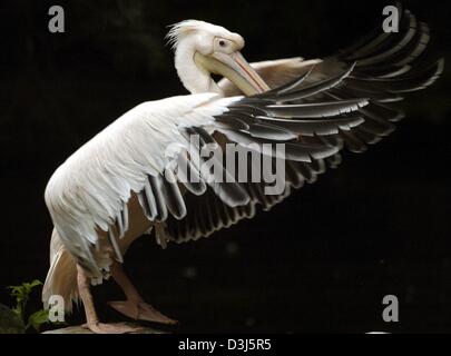 (Dpa) - Una rosa pelican asciuga le sue ali al Hellabrunn parco animale a Monaco di Baviera, Germania, il 27 maggio 2004. Il pellicano rosa è considerato uno dei più grandi uccelli acquatici. Le ossa e la pelle, questa brillante flyer, è riempito con tasche di aria per abbassare il peso. Tuttavia, lo svantaggio è il fatto che essi non possono immergersi per pesci. Così, numerosi uccelli formano una catena e guidare i pesci verso shallo Foto Stock