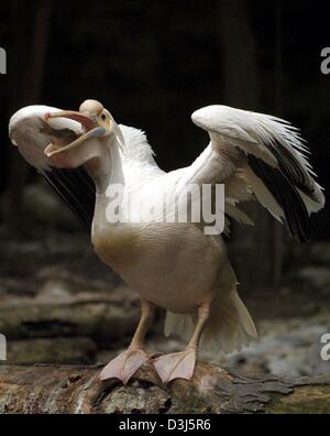 (Dpa) - Una rosa pelican rondini un pesce al Hellabrunn parco animale a Monaco di Baviera, Germania, il 27 maggio 2004. Il pellicano rosa è considerato uno dei più grandi uccelli acquatici. Le ossa e la pelle, questa brillante flyer, è riempito con tasche di aria per abbassare il peso. Tuttavia, lo svantaggio è il fatto che essi non possono immergersi per pesci. Così, numerosi uccelli formano una catena e guidare i pesci verso shallow Foto Stock