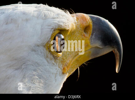 African Sea Eagle Foto Stock