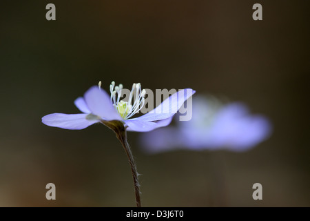 Anemone hepatica (Hepatica nobilis) Foto Stock