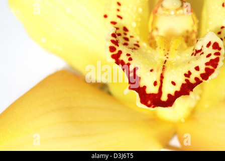 Giallo orchidea Cymbidium macro - dettaglio reale del fiore petali interni Foto Stock