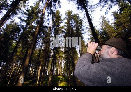 (Dpa) - Forest ranger Ulrich Matschke controlla il treetops per danni da scolitidi con un paio di binocoli vicino alla città di Saldenberg, Germania, 11 maggio 2004. Foto Stock